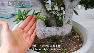 栀子花的秋剪演示。养护得好的话，栀子花也是能开一波秋花的Autumn pruning demonstration of gardenia flowers
