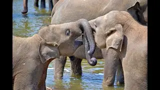 Funny Baby Elephant - Wild Animals - Animal Sounds Real