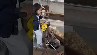 &iexcl;La mejor forma de dar de comer a las vacas! 🤩