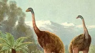 Giant Moa / Dinornis Sounds | Prehistoric Animal Sounds | Cenozoic Animals