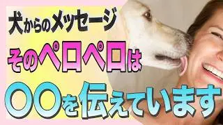 犬が舐める本当の理由｜獣医師も知らない真実