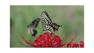 Lepidoptera (butterflies and moths)