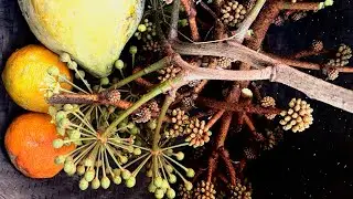 Let’s explore my backyard with me. Plucked lots of delicious wild fruit,Laithai(Snowflake Aralia).