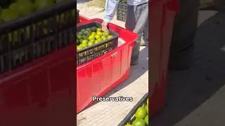 Why Every Orange Gets This Treatment After Harvest🍊#oranges #shorts
