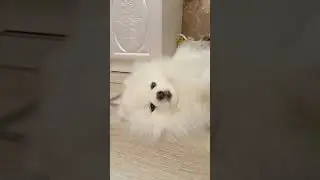 #pomeranian #коткомпот #cat #брошенныекоты #pets #веселыекоты #cute #прикольныекоты #pom #шпиц
