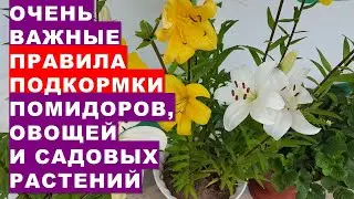 Очень важные правила подкормки помидоров, других овощных и садовых растений Схема подкормок
