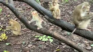 Baby Monkey&rsquo;s First Jump. First-time jumper: baby monkey makes a big leap! 🌲😲 #cute #baby #viral
