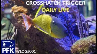 HOW TO TAKE CARE OF A CROSSHATCH TRIGGER A $900 FISH - LIVE VLOG PFK #001