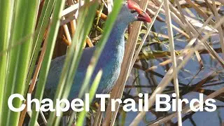 Thanksgiving Chapel Trail Birding Ep. 6