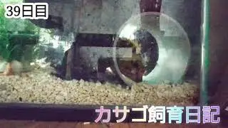 カサゴの飼育日記始めました🐟39日目