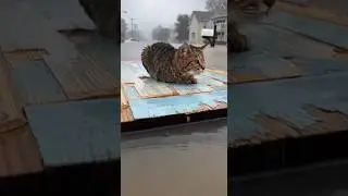 FLOOD RESCUE 🚨 Brave Man Saves Cat Stranded in High Water #shorts