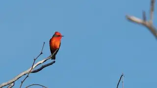 Little Red Vermilion Flycatcher Displaying! ☺️☺️☺️ First bird dating in the spring 🌹🌹🌹