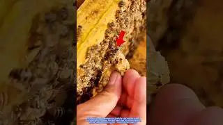 Queen Returns: The Heartbeat of the Hive!