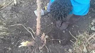 Cassava  Harvesting  time. @congratsmum001@coco_girl3 @chefmatiko @iammarwa