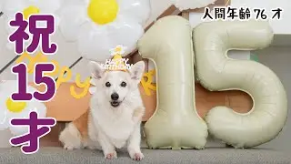 コーギー犬ノエさん、15歳の誕生日です！
