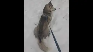 POW! Nova, the wolf, pounces on Izzy