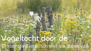 Vogeltocht door de Brabantse Biesbosch met o.a. de boomvalk en steltkluut #1581