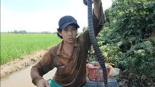  Thăm 5 Lồng Bát Quái Rừng Tràm Nước | Lươn Đồng Ngộp Nước Ngủm, Chỉ Còn Rắn Trung Khủng