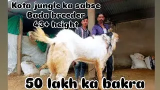 Kota jungle ka sabse mahnga bakra #kota #jungle #vlog #viralvideo