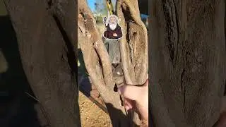 wizard's staff