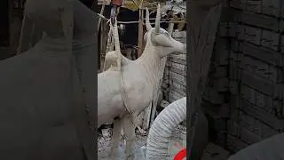 Daily work #video #statue #lifeisbutadream #animalart #travel