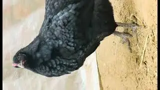 Healthy Black Australorp chickens