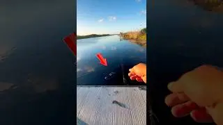 Florida fishing be like🐊#urbanfloridafishing #fishing #bassfishing #floridafishing