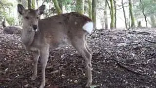 Deer screaming