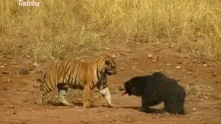 Sloth Bear & Tiger Fighting
