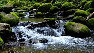 Calming River Sounds for Sleep, Study & Relaxation | ASMR Nature Ambience 🌿💧