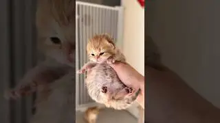 incredible animal transformation