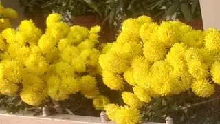 sathi short vlog 99 is live🌼🌼 জীবনের যত ফুল এখন হাসে