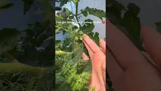My babies! 🍅