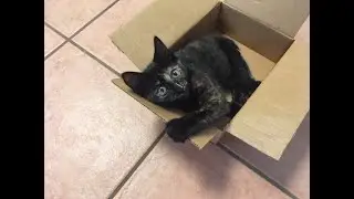 BABY KITTY ROSIE 10 WEEKS TO 1 YEARS OLD! :)