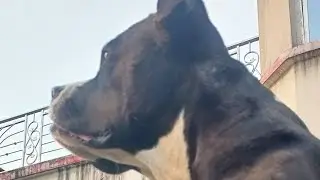 Pitbull 🐕 shadow #youtube