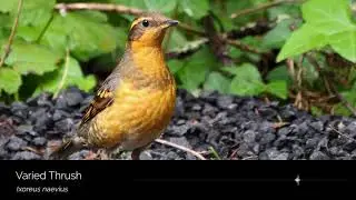 Varied Thrush song