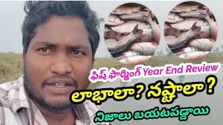 Fish Farming Year End Review | Profit, Loss & Real Results | GK Babu Btech Fish Farmer