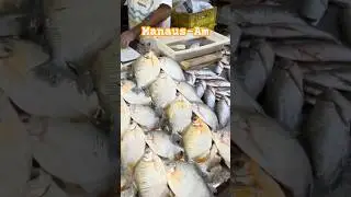 Pexes Amaz&ocirc;nicos #amazon #peixesamazonicos #fish #pescaria #amazing