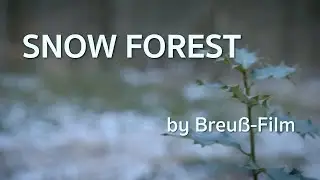 SNOW FOREST by Breu&szlig;-Film  (Cinematic Video)