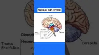 Partes del tallo cerebral mesenc&eacute;falo, puente , m&eacute;dula espinal #medicina #tallocerebral