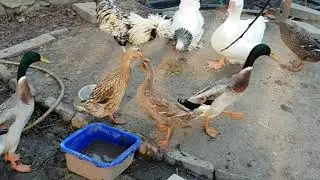 Animali da cortile!