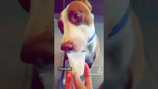 Sweet treat time #starbucks #pupcup #sweettreat #funnydogshorts #happydog
