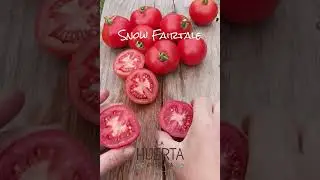 Tomate Enano Dwarf. Superproductivo!