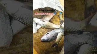 Tilapiya machhi 🐠🐟#fishing #fish #machhi #shorts #new #short #viral