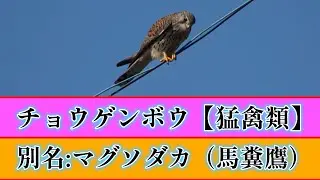 チョウゲンボウ　 別名【馬糞鷹】／マグソダカ
