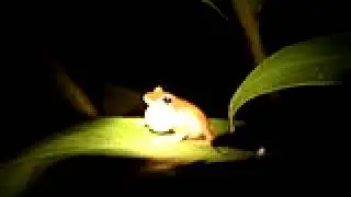 Hypsiboas albopunctatus - Vassununga, SP - call and visual display