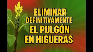Como eliminar el pulg&oacute;n de la higuera con remedios caseros y productos ecol&oacute;gicos