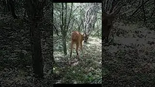 Best of 2025 partie 3 #deer #wildlife #nature #bucks #animals