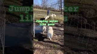 Moving sheep across a frozen bridge and creek 😅 #homestead #sheep #chickens #freerangechickens
