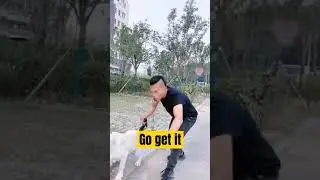 VERY CUTE, LABRADOG CHASE